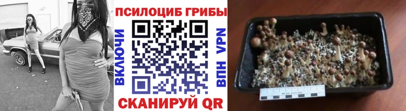 Галлюциногенные грибы Psilocybine cubensis  Сурск 